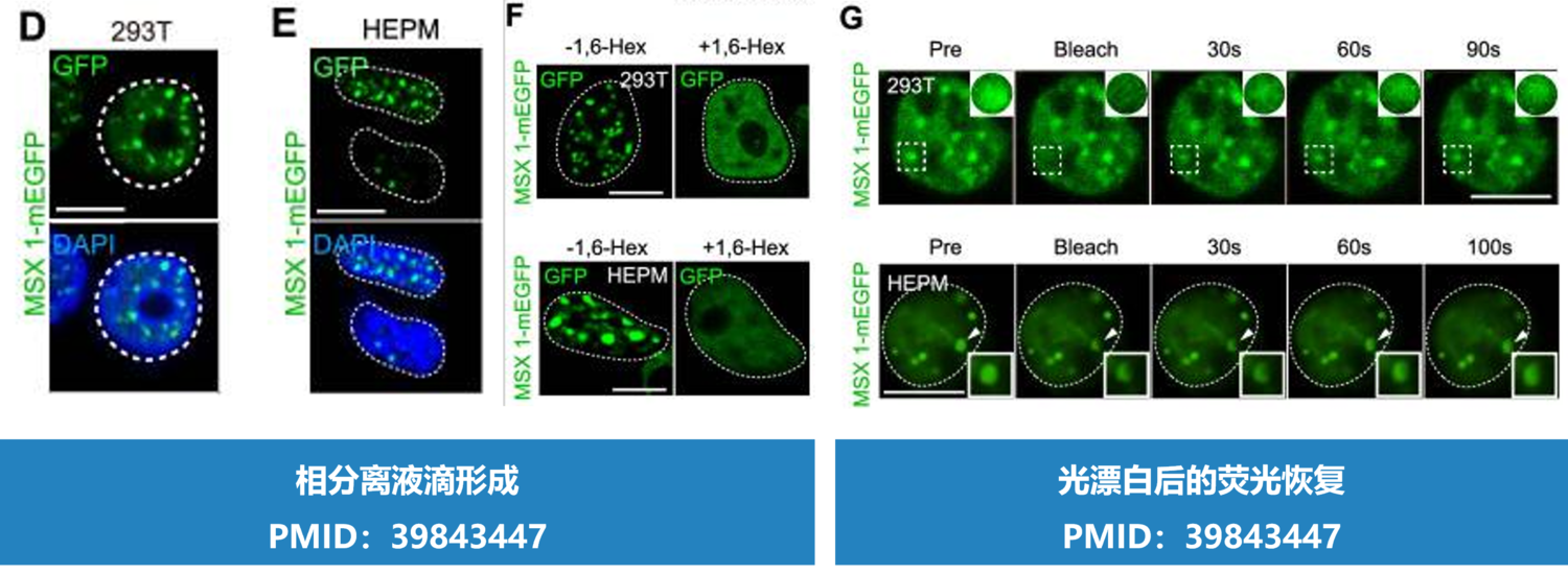 Llps 杭州铂赛生物科技有限公司